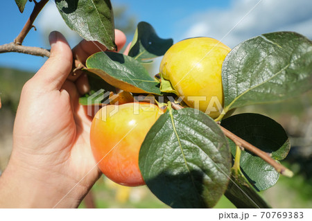 Farmer man hand harvesting parsimmon fruits from the tree,kaki autumn agricultural products 70769383