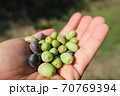 Man hand view holding harvested Italian olives,extra virgin olive oil production  70769394