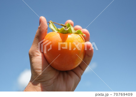 Farmer hand hold a tasty orange parsimmon fruit over bright blue sky background 70769409