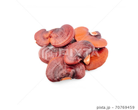 Lingzhi Mushroom Ganoderma Lucidum Isolated on white background Lingzhi Mushroom Ganoderma Lucidum Isolated on white background 70769459