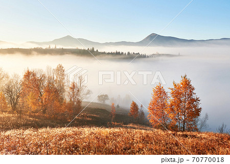 Majestic landscape with autumn trees in misty forest. Carpathian, Ukraine, Europe. Beauty world 70770018