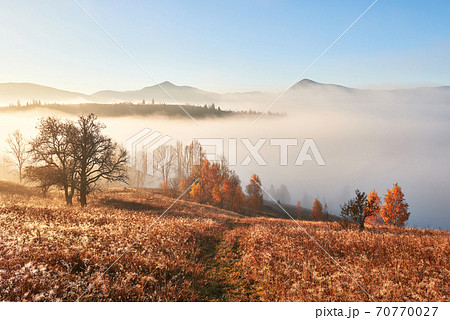 Majestic landscape with autumn trees in misty forest. Carpathian, Ukraine, Europe. Beauty world 70770027