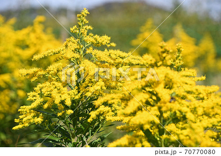 セイタカアワダチソウ(背高泡立草) セイタカアワダチソウ(背高泡立草) 70770080