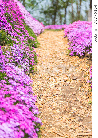 一面の芝桜景色 70770164