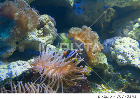 coral and ocean coral and ocean 70770343