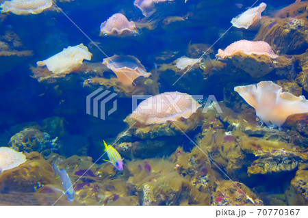 anemonefish in colorful coral 70770367