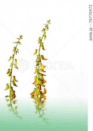 Yelllow flower - close-up view Yelllow flower - close-up view 70770472
