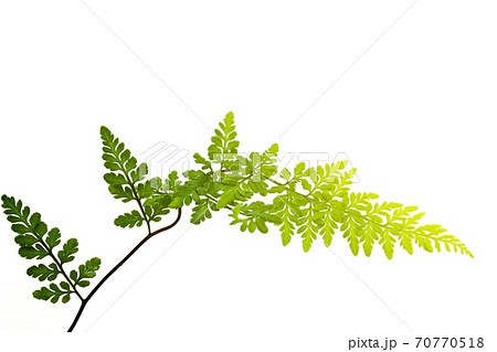 green leaf isolated on a white background 70770518