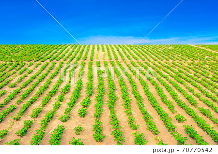 Peanuts fields Peanuts fields 70770542