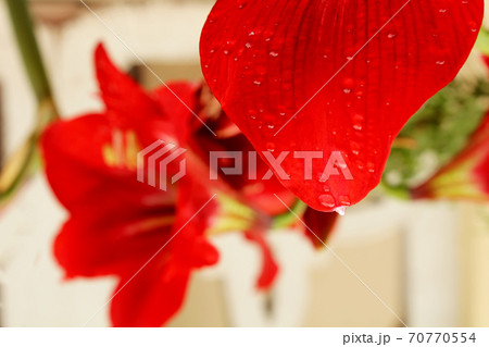 beautiful red lily beautiful red lily 70770554