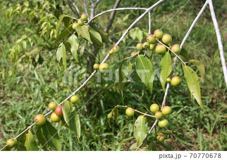 ビタミンCが豊富なアマゾン産のカムカム　ブラジル 70770678