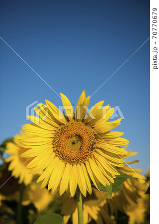 Sunflower , pampas , Argentina 70770679