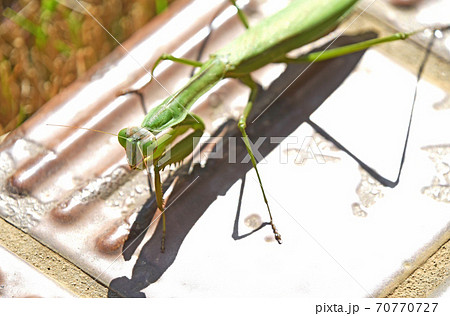オオカマキリ 70770727