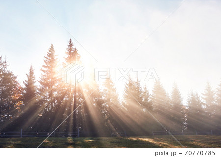 Beautiful morning fog and sunbeams in the autumn pine forest 70770785