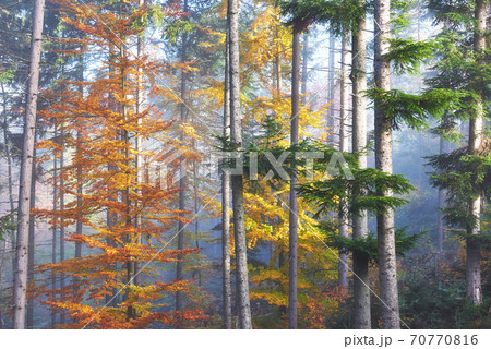 Beautiful morning in the misty autumn forest with majestic colored trees 70770816