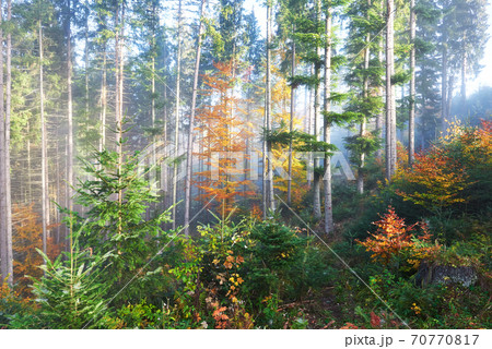 Beautiful morning in the misty autumn forest with majestic colored trees Beautiful morning in the misty autumn forest with majestic colored trees 70770817
