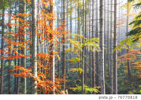 Beautiful morning fog and sunbeams in the autumn pine forest Beautiful morning fog and sunbeams in the autumn pine forest 70770818