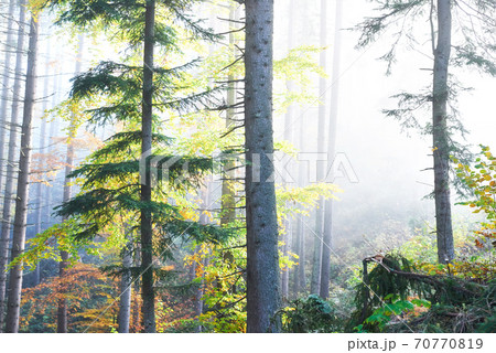 Beautiful morning in the misty autumn forest with majestic colored trees Beautiful morning in the misty autumn forest with majestic colored trees 70770819