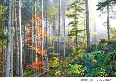 Beautiful morning in the misty autumn forest with majestic colored trees Beautiful morning in the misty autumn forest with majestic colored trees 70770821