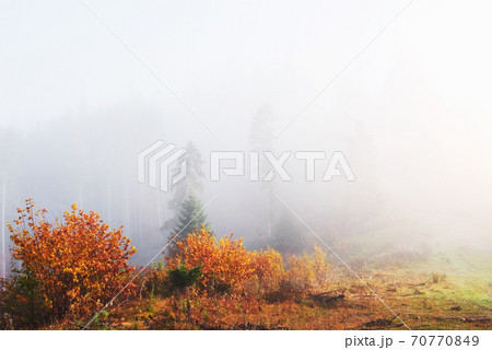Morning fog creeps with scraps over autumn mountain forest covered in gold leaves 70770849