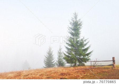 Majestic landscape with autumn trees in misty forest. Carpathian, Ukraine, Europe. Beauty world Majestic landscape with autumn trees in misty forest. Carpathian, Ukraine, Europe. Beauty world 70770865