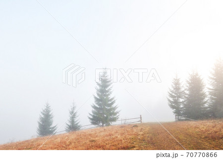 Misty beech forest on the mountain slope in a nature reserve Misty beech forest on the mountain slope in a nature reserve 70770866