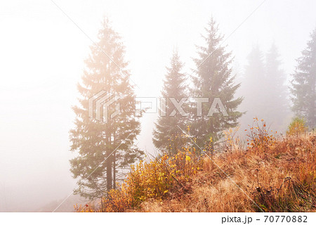 Majestic landscape with autumn trees in misty forest. Carpathian, Ukraine, Europe. Beauty world 70770882