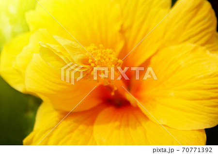 yellow hibiscus 70771392