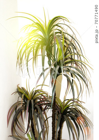 tree against a white wall 70771490