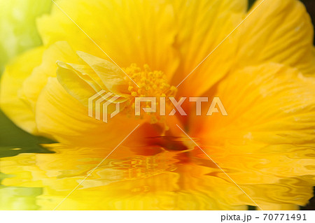 yellow hibiscus 70771491