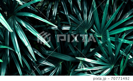 Vertical garden with tropical green leaf, contrast 70771492