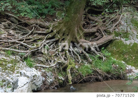 清流・帝釈川のほとりでタコのような根を生やす木 清流・帝釈川のほとりでタコのような根を生やす木 70771520