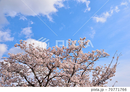 桜 染井吉野 桜 染井吉野 70771766