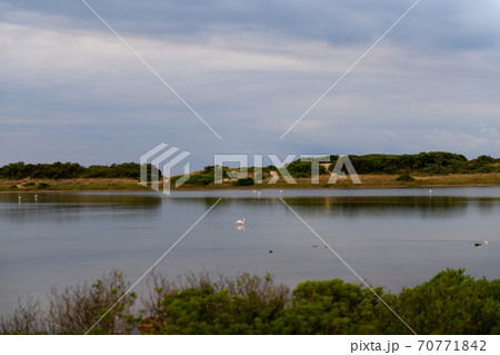 Pink flamingos stay in fresh water of a natural reserve in the cloudy day on Salina dei Monaci, Torre Colimena 70771842