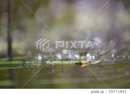 Damselflies, Lestidae, put eggs underwater in front of a blurred background Damselflies, Lestidae, put eggs underwater in front of a blurred background 70771941