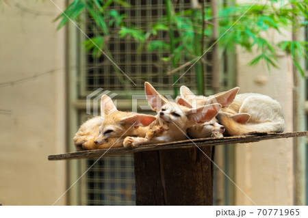 Cute sleeping fennecs on the shelf in the zoo Cute sleeping fennecs on the shelf in the zoo 70771965