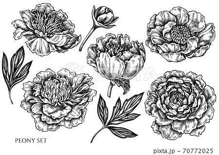 Vector set of hand drawn black and white peony 70772025