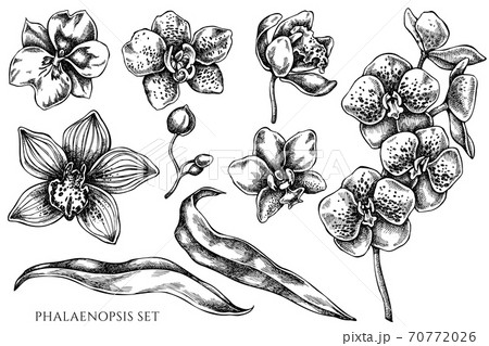 Vector set of hand drawn black and white phalaenopsis 70772026