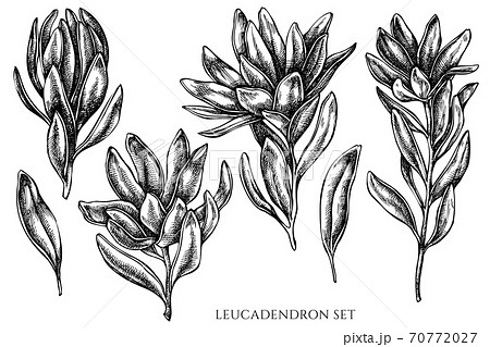 Vector set of hand drawn black and white leucadendron 70772027