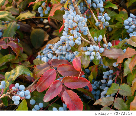 Blue Mahonia berries (Latin Mahonia aquifolium) or Oregon grapes 70772517