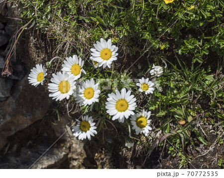 Closeup of Margherita Alpina, Leucanthemopsis alpina. Blooming Alpine daisy with green leaves on alpine meadow and rocks, selective focus Closeup of Margherita Alpina, Leucanthemopsis alpina. Blooming Alpine daisy with green leaves on alpine meadow and rocks, selective focus 70772535