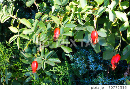 The fruit of rosehip (Latin. Fructus Rosae) is a medicinal vegetable raw material The fruit of rosehip (Latin. Fructus Rosae) is a medicinal vegetable raw material 70772556