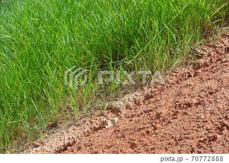 SEREMBAN, MALAYSIA - MARCH 6, 2020: Permanent slope protection using the close turfing method to prevent erosion. The selected type of grass used for the method. The grass also stabilizes the slope st SEREMBAN, MALAYSIA - MARCH 6, 2020: Permanent slope protection using the close turfing method to prevent erosion. The selected type of grass used for the method. The grass also stabilizes the slope st 70772888