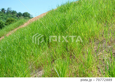 SEREMBAN, MALAYSIA - MARCH 6, 2020: Permanent slope protection using the close turfing method to prevent erosion. The selected type of grass used for the method. The grass also stabilizes the slope st SEREMBAN, MALAYSIA - MARCH 6, 2020: Permanent slope protection using the close turfing method to prevent erosion. The selected type of grass used for the method. The grass also stabilizes the slope st 70772889