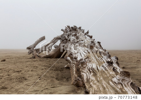 Panoramic View of Beautiful Sandy Beach on the Pacific Ocean Coast 70773148