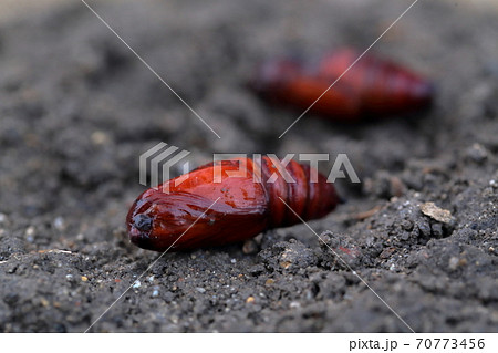 ヨトウムシの蛹　ハスモンヨトウ 70773456