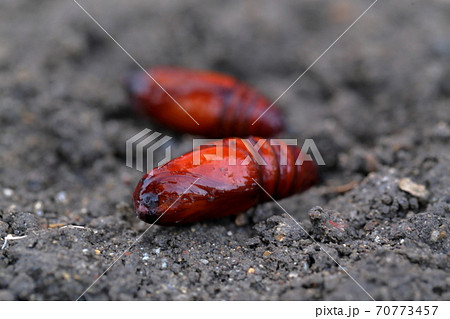 ヨトウムシの蛹 ハスモンヨトウ ヨトウムシの蛹 ハスモンヨトウ 70773457