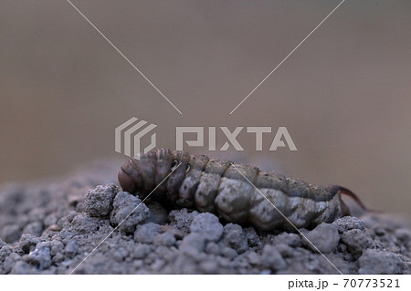 畑の嫌われ者のヨトウムシ 夜盗虫 害虫 の写真素材