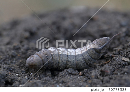 畑の嫌われ者のヨトウムシ（夜盗虫　害虫） 70773523