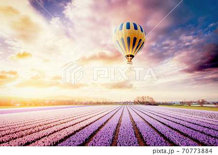 A beautiful field of flowers in Holland. Balloons in the background. Fantastic spring event 70773884